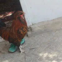 خروس کلکسیونی قشنگـ