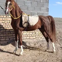 نریون کرد وکره مادیون ترکی