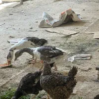 مرغ و‌ خروس و غاز