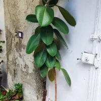 گل فیکوس 1.5متری