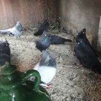 پرنده|پرنده|قائم‌شهر, |دیوار