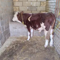 گوساله مونت نر