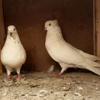 یک جفت کله دار همراه یک جوجه