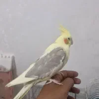 عروس هلندی ماده