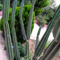 کاکتوس سرئوس پریانوس