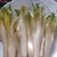 کنگر