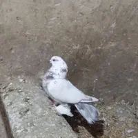 کبوتر زینتی دوم چطری
