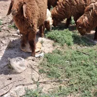 بره درج یک قیمت مناسب