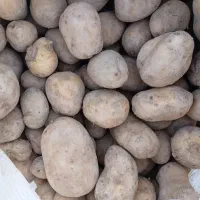 سیب زمینی بذری