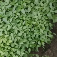 فروش نشافلفل شیرین محلی