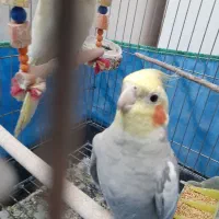 عروس هلندی مست و سالم