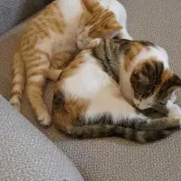 واگذاری گربه