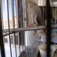 عروس هلندی
