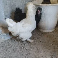 مرغ سلطان به شرط تخم گزاری