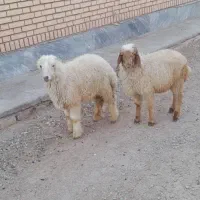 دو عدد بر نر