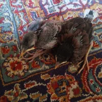 مرغ مینا
