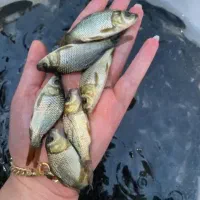 ۵۰۰۰ عدد بچه ماهی کپور تکثیر امسال