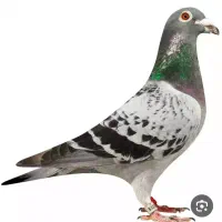 کبوتر گمشده