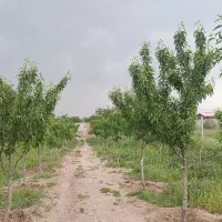باغ بفروش میرسد