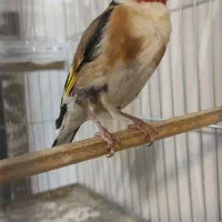 سهره|پرنده|بانه, |دیوار