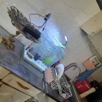 اکواریم|ماهی|ورامین, جعفر آباد اخوان|دیوار