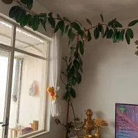 گل فیکوس
