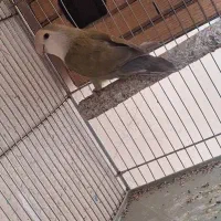 طوطی