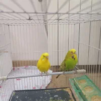 مرغ عشق انگلیسی