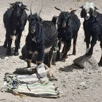 چبش چاق برای قربانی
