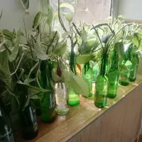 انواع قلمه گل پتوس