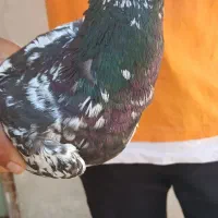 کبوتر سار