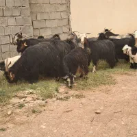 11 بز 9 بیگ|حیوانات مزرعه|دزفول, |دیوار