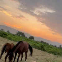 فروش-زمین-زراعی-در-صدرا-باغی
