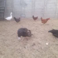 تعداد بقلمون و مرغ