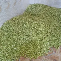 بامیه محلی درجه یک