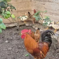 خروس و مرغ طبیعی با جا خابش