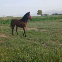 اسب مادیان