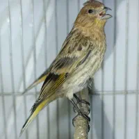 جوجه گلبسر.وسهره