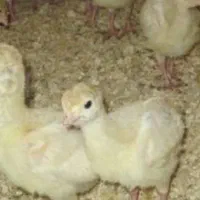 دان مخصوص جوجه بوقلمون بیوتی