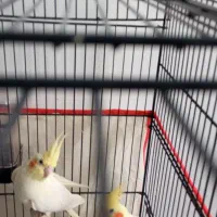 یک جفت عروس هلندی نر وماده