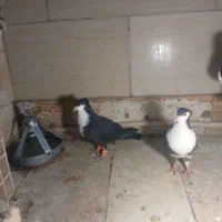 کفتر کرواتی