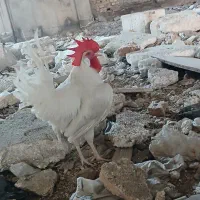 خروس سفید