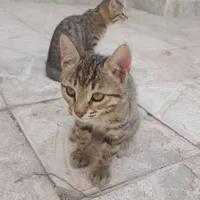 واگذاری گربه|گربه|مراغه, |دیوار