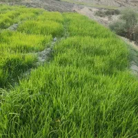 فروش تومه فرهاد اباد