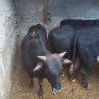 گوساله چاق درجه ۱