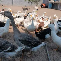 انواع ماکیان