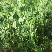 نیاز مند کارگر نخود فرنگی کیسه ی ۱۵۰