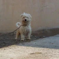شیتزونر