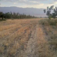 زمین کشاورزی حسین آباد باباقاسم
