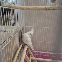 عروس هلندی